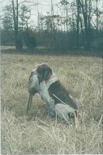 Zucca applegate sept 2001.jpg - Zucca